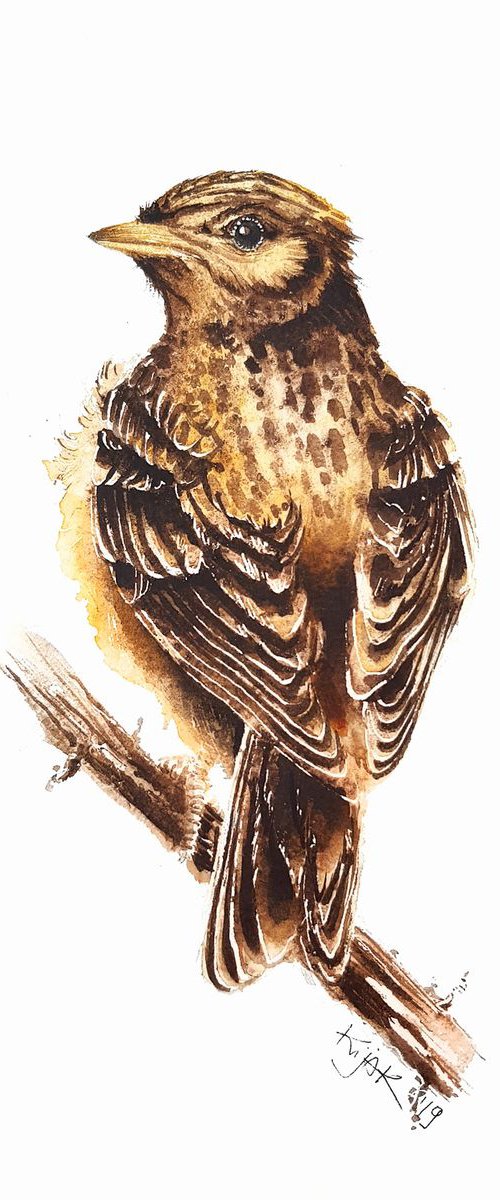 Sky Lark,  birds, wildlife watercolours by Karolina Kijak
