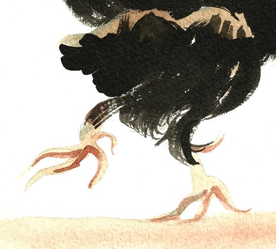 Black rooster strutting