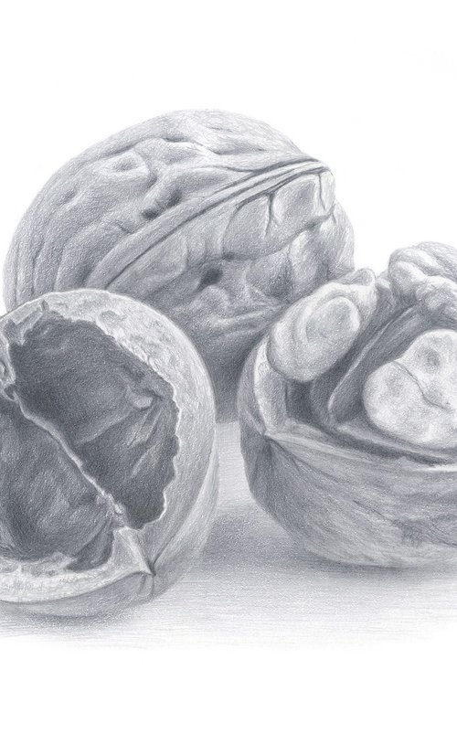 Walnuts by Yuliia Moiseieva