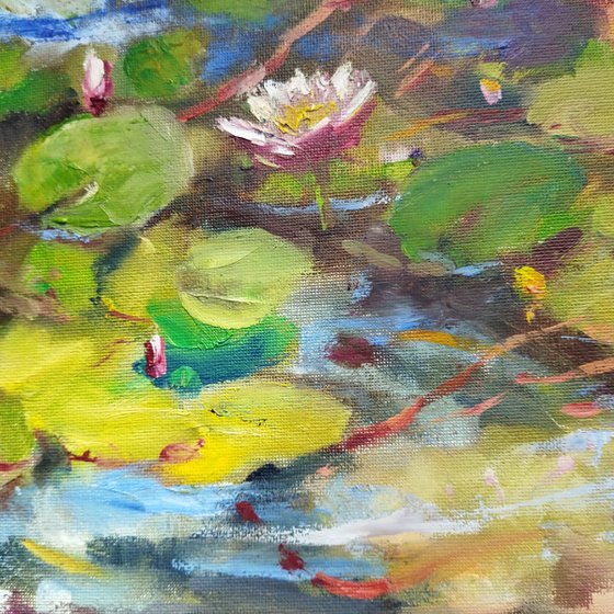 Water Lilies