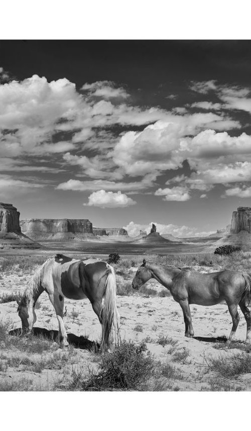 Wild Horses, Monument Valley, Arizona by Clive Shalice
