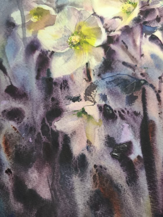 Helleborus. Winter rose