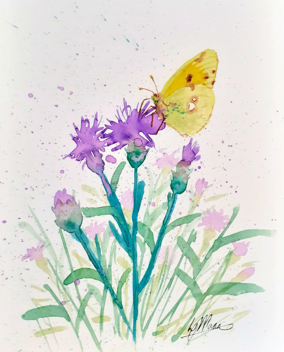 Butterfly - Clouded Yellow on Knapweed by Lisa Mann