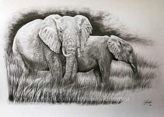 Elephant pencil study