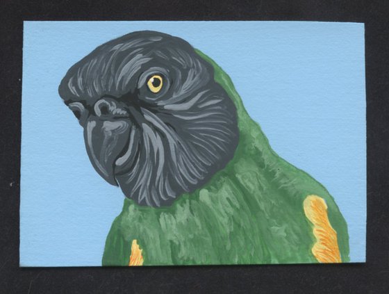 ACEO ATC Original Miniature Painting Senegal Parrot Pet Bird Art-Carla Smale