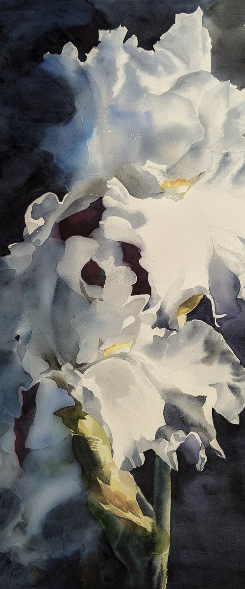 WHITE IRISES #4 by Yurii Pashkov