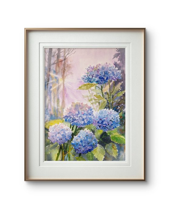 Blue Hydrangeas flowers