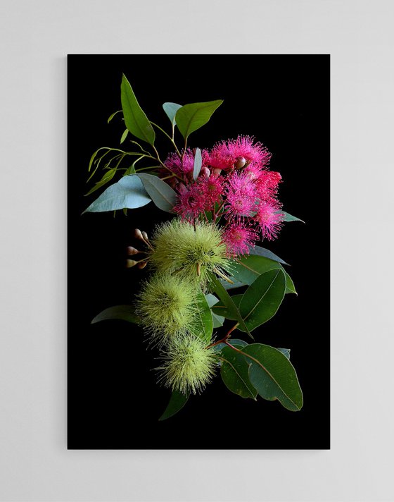 Pink Corymbia and Yellow Macrandra