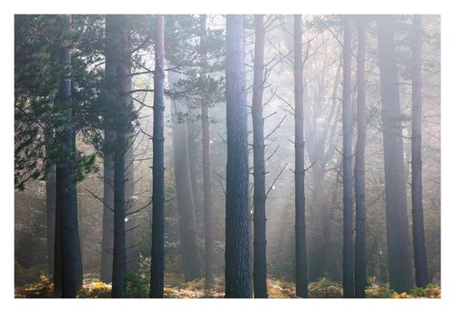 October Pines I by David Baker