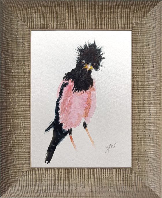 Rosy Starling V