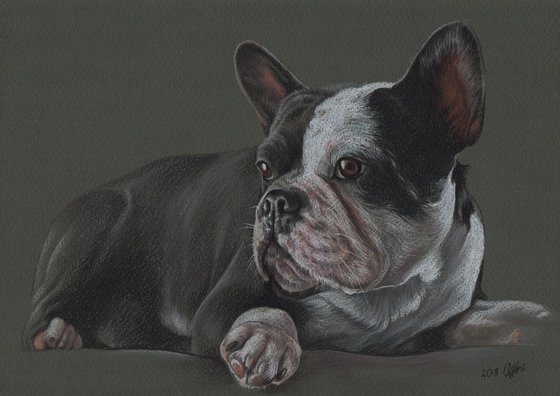 Colorful pastel portrait of french bulldog