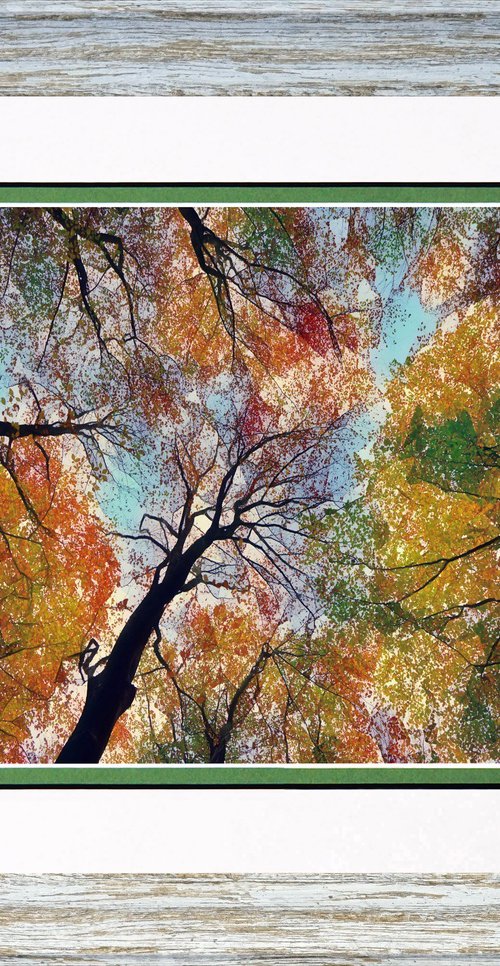 Autumn canopy by Robin Clarke