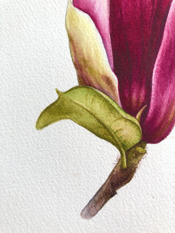 Magnolia blossom. A flower bud. Original watercolor artwork.