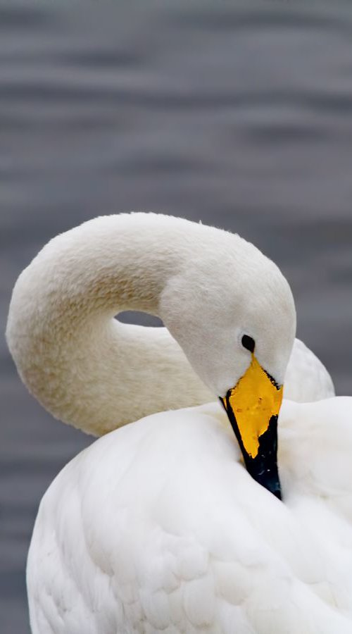 Birds - Whooper and Mute Swans at Welney Wetlands, Cambridgeshire, UK by MBK Wildlife Photography