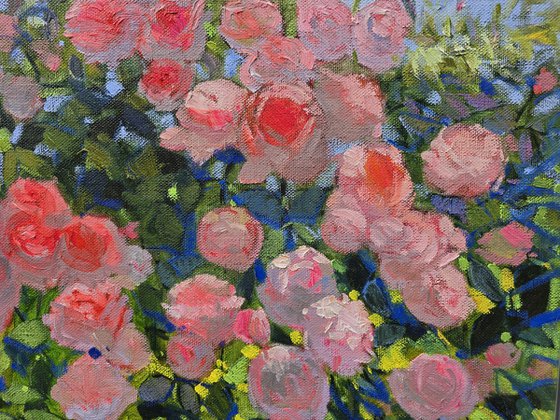 Roses in Bloom