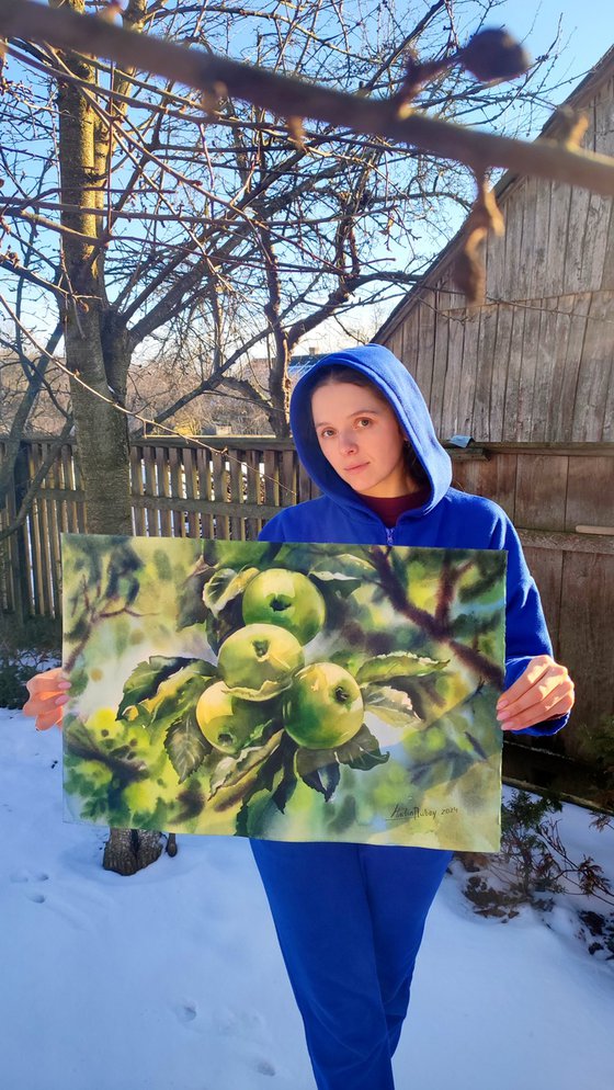 Apples in the sun
