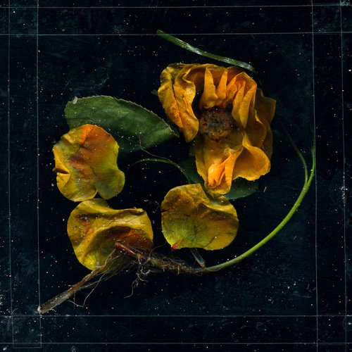 Flowers of Mourning 7 by Jochim Lichtenberger