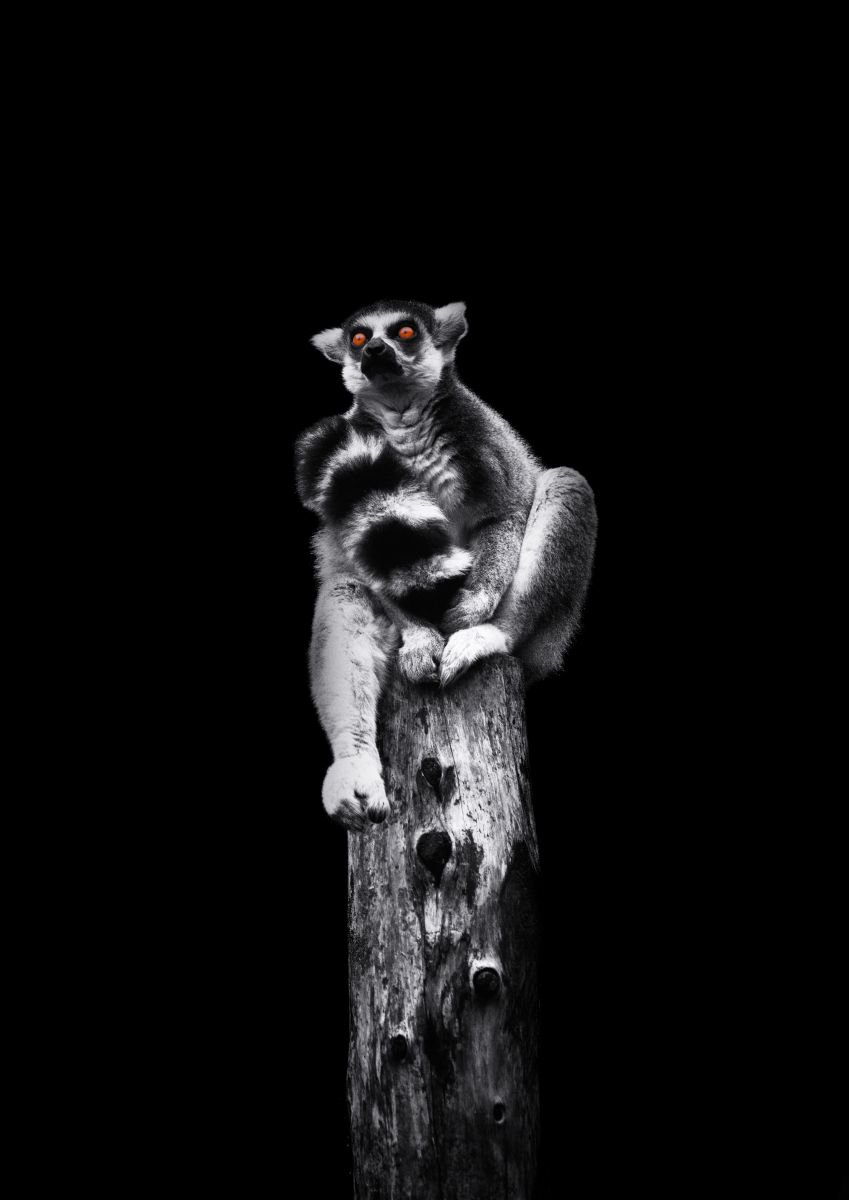 Photorealistic Photograph , Ring Tailed Lemur By Paul Nash, 16 X 24, Artwork For Sale On Artfinder