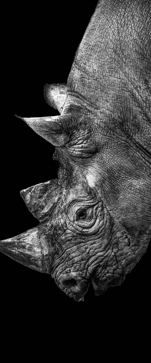 Rhino study by Paul Nash