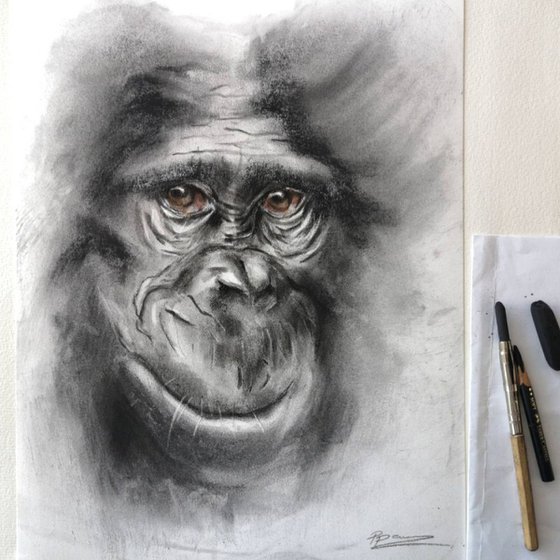 Monkey portrait (1) - Charcoal drawing