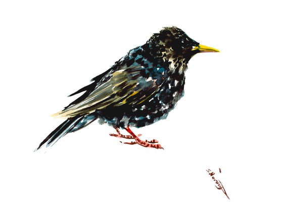 Starling