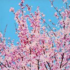 Cherry Blossom