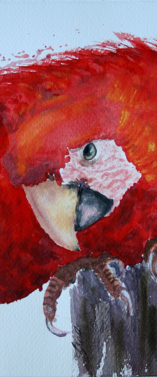 Macaw  / Original Painting by Salana Art Gallery