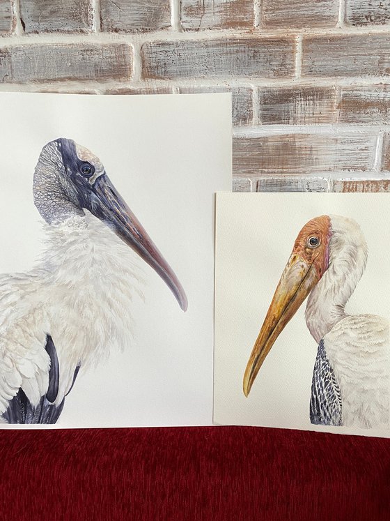 Wood Stork Watercolor Portrait