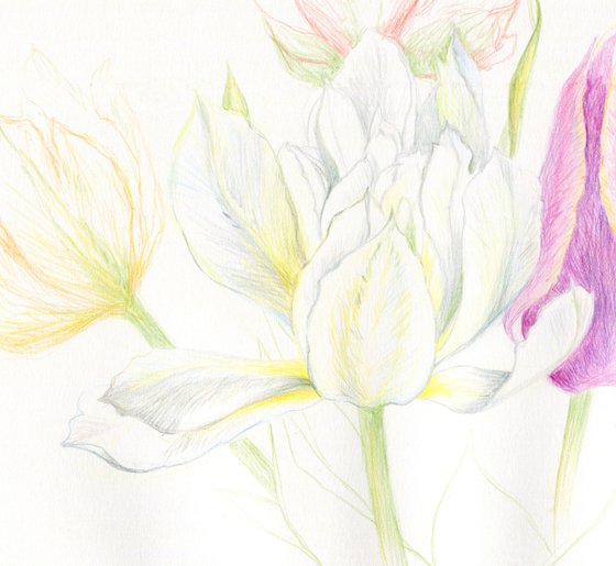 Colored pencils assorted tulips