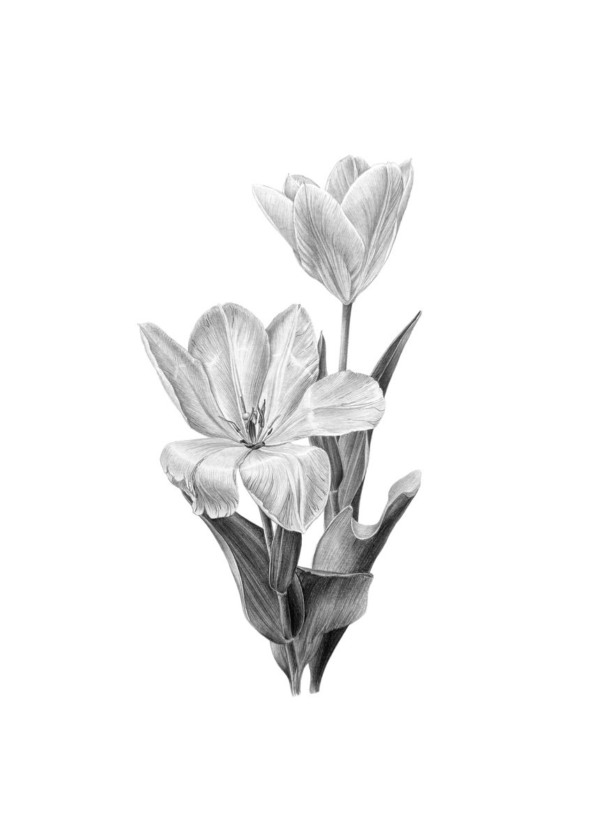 Photorealistic Pencil Drawing , Spring Tulips Botanical Illustration By Yuliia Prokopchuk, 12 X 17, Artwork For Sale On Artfinder