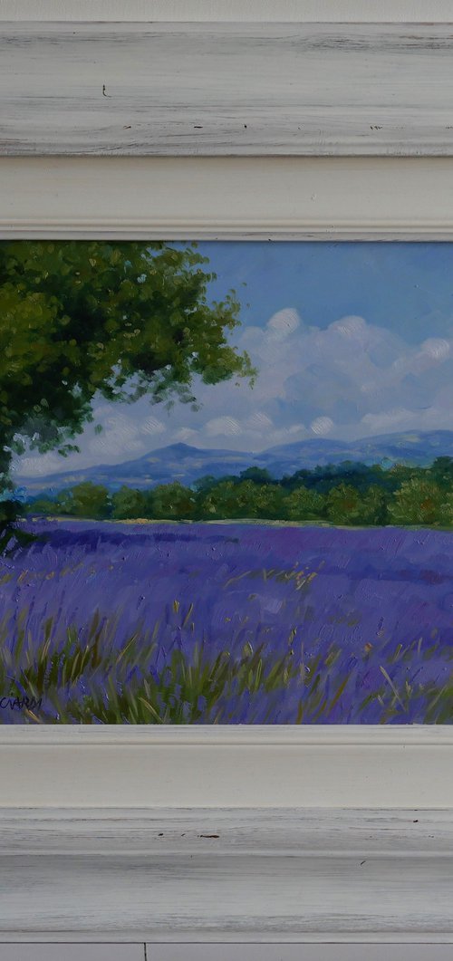 Lavande in provence by Claudio Ciardi
