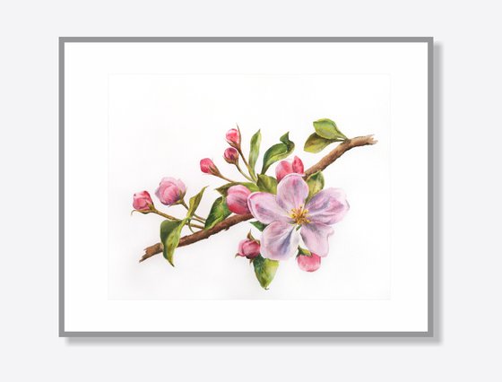 Sakura, cherry blossom, pink flowers watercolor painting