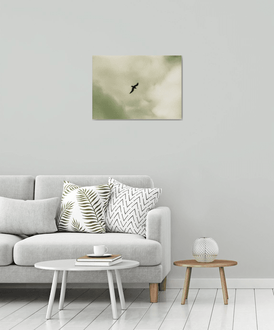 Bird