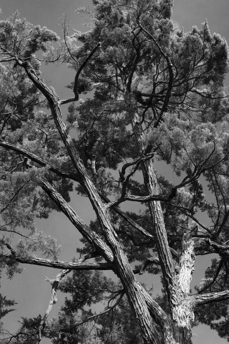 Photorealistic Botanical Photograph By Mattia Paoli, 39 X 59", #73 Florence Nature - Three Ii, Original Artwork