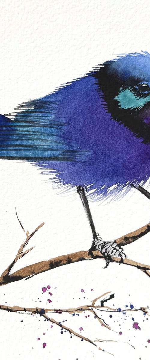 Ultramarine Fairywren by Yuliia Sharapova
