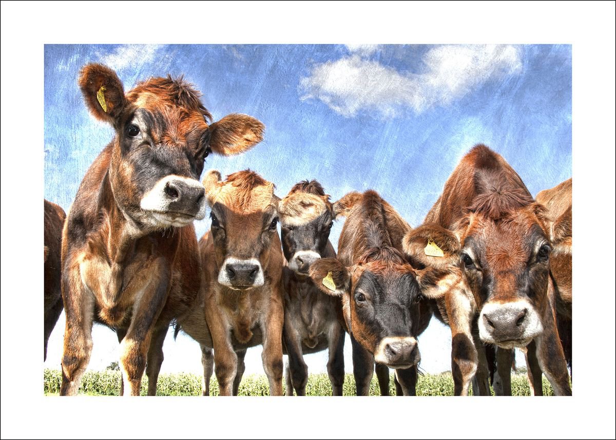Nosy Cows by Martin  Fry