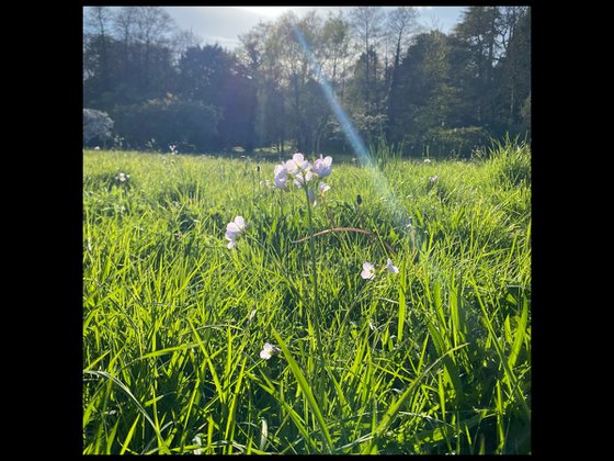 Pastures Green