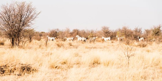 KALAHARI ARABS