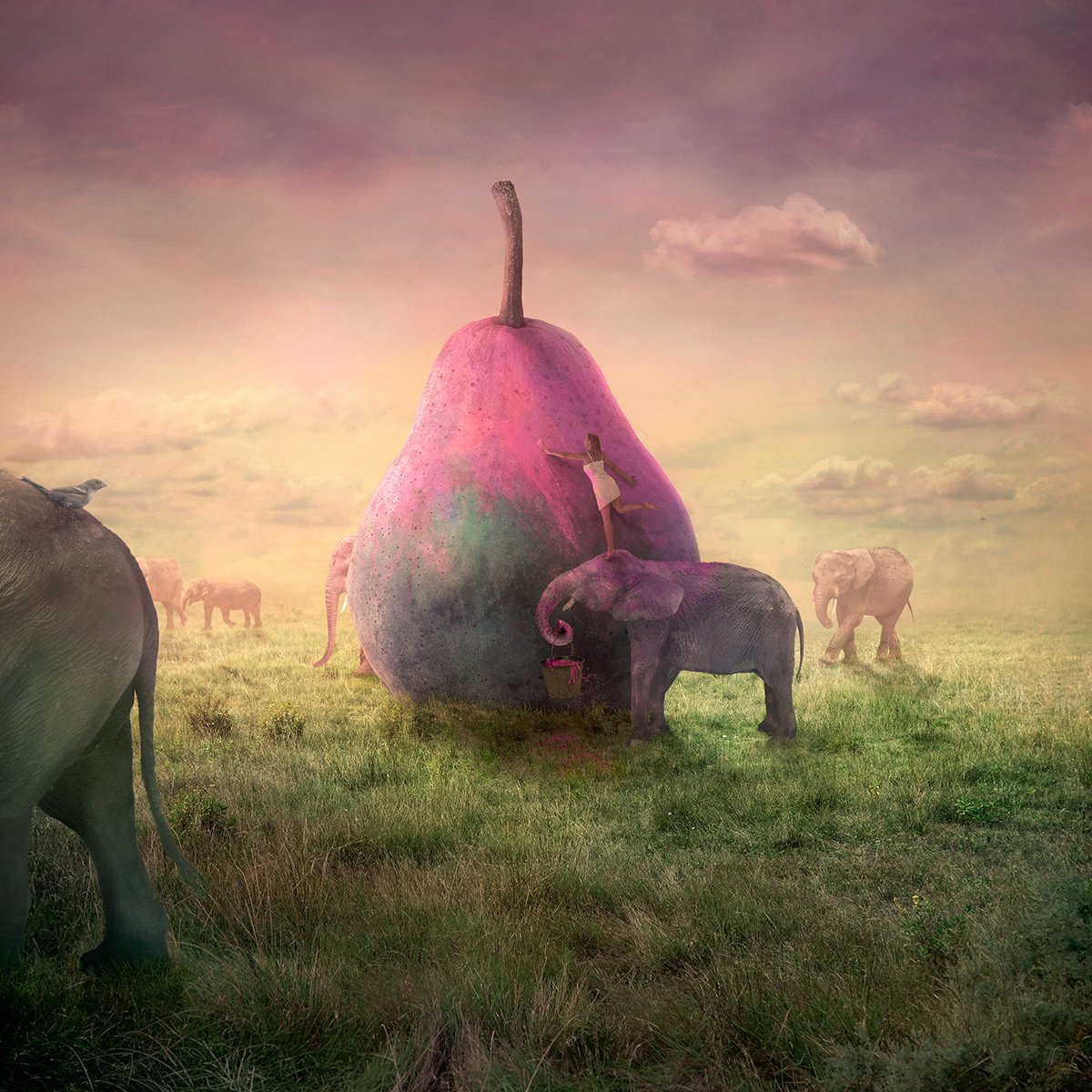 Surrealistic Animal Photograph By Nikolina Petolas, 22 X 22", We Like It Pink, Original Artwork
