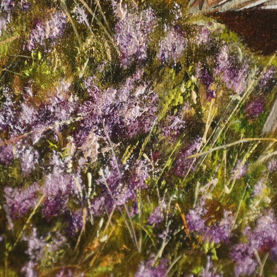Pheasant in Sunrise Field