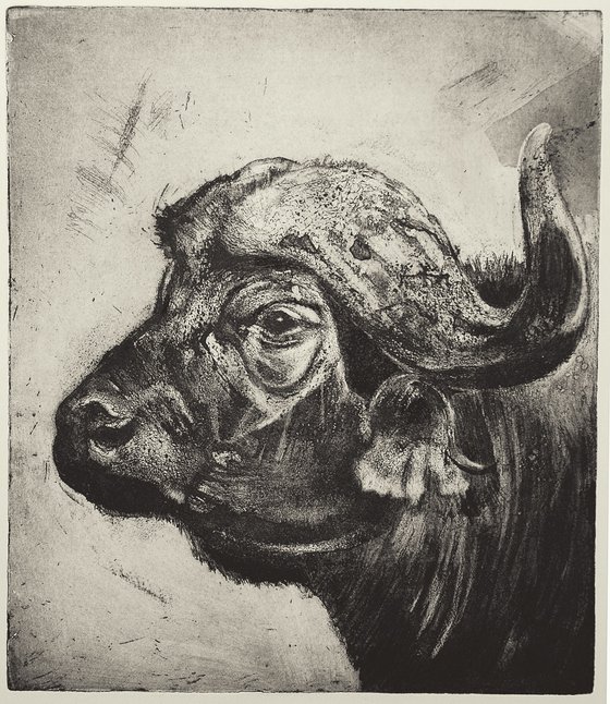 African Cape Buffalo