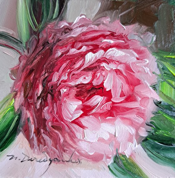 Peony flower