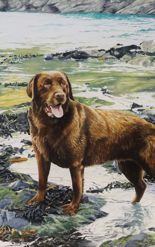 Minnie,chocolate Labrador by Julian Wheat