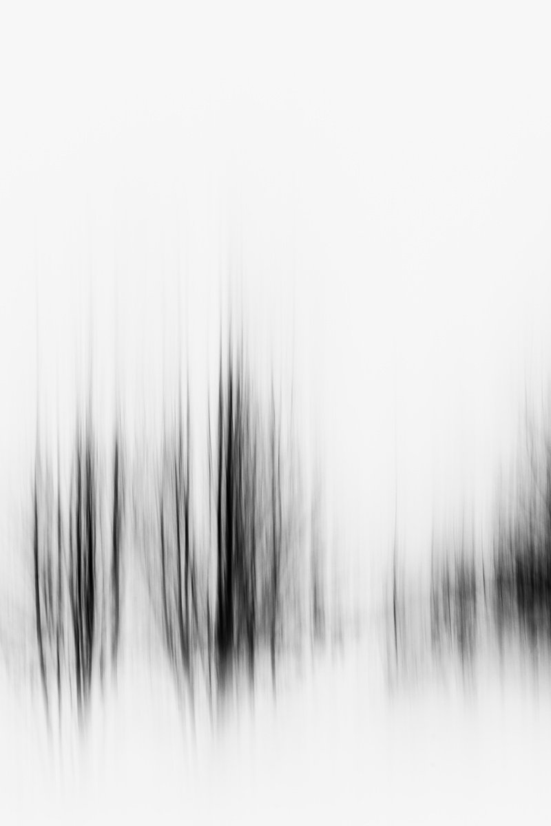 The heartbeat of trees by Cristina Stefan