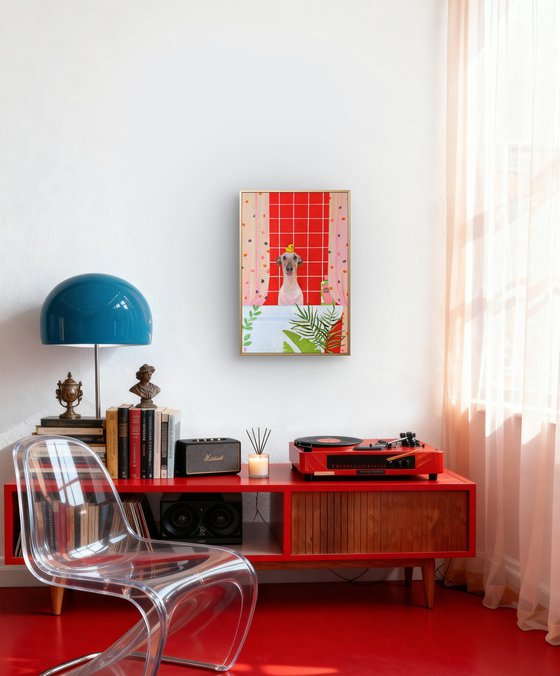 Cute Italian greyhound