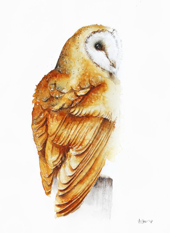 Barn Owl I, wildlife, birds and animals