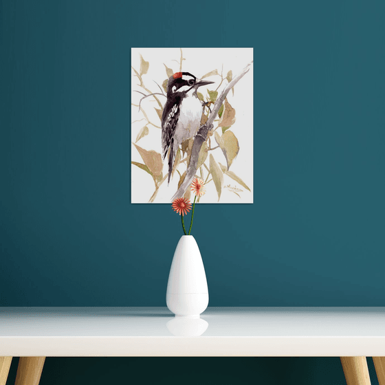 dawny woodpecker
