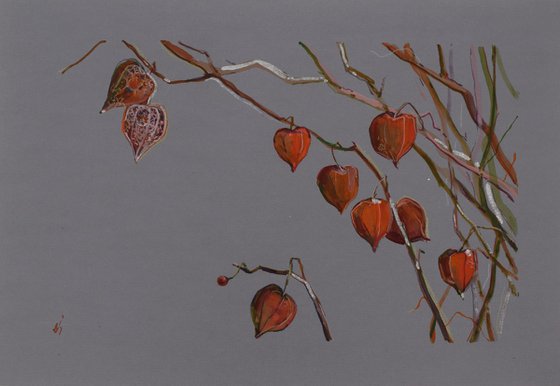 Physalis