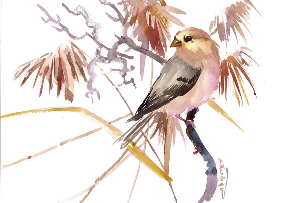 American Goldfinch