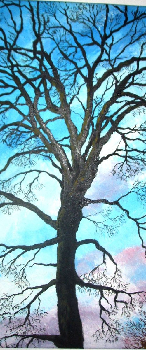 winter sycamore tree by Sandra Fisher